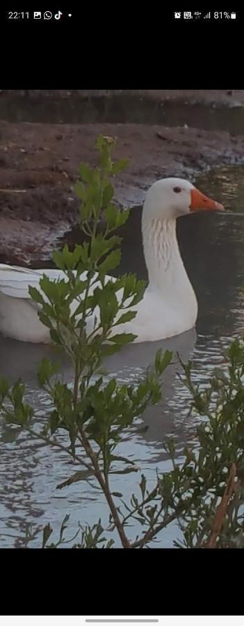 Rio Los Patos Barreal Ngoại thất bức ảnh