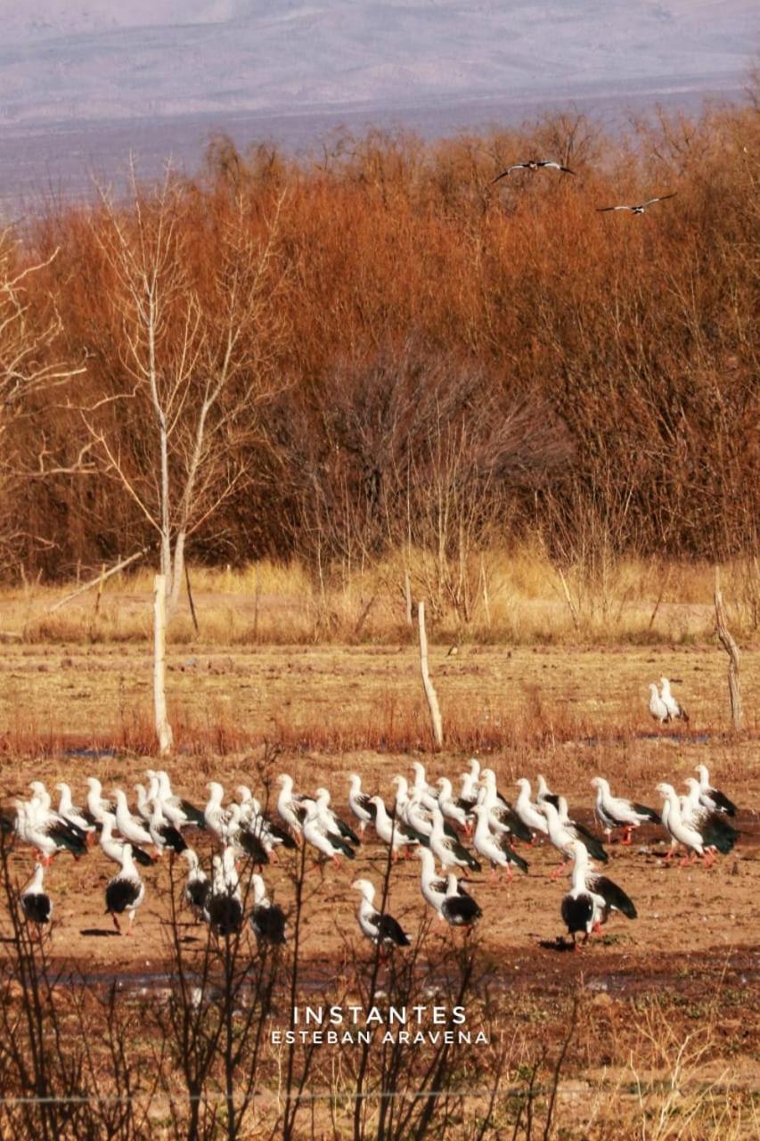 Rio Los Patos Barreal Ngoại thất bức ảnh